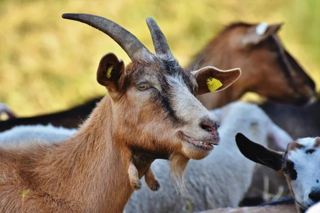 Koleksi gambar kambing yang paling indah