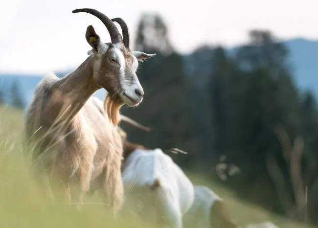 Koleksi gambar kambing yang paling indah