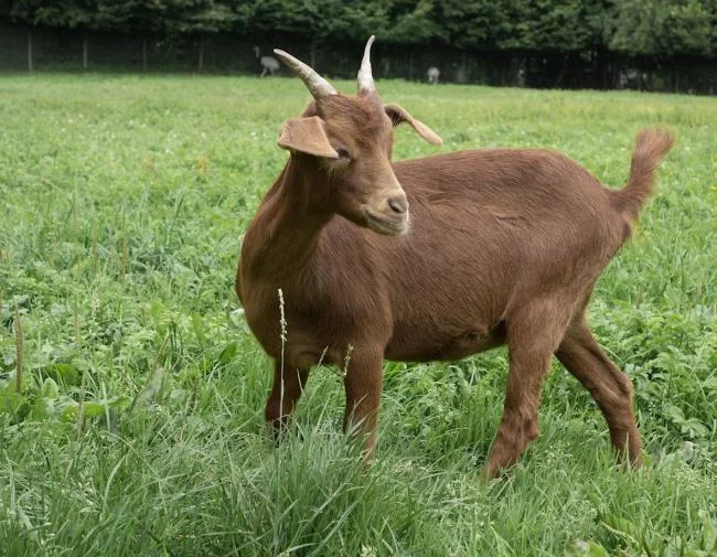 Koleksi gambar kambing yang paling indah