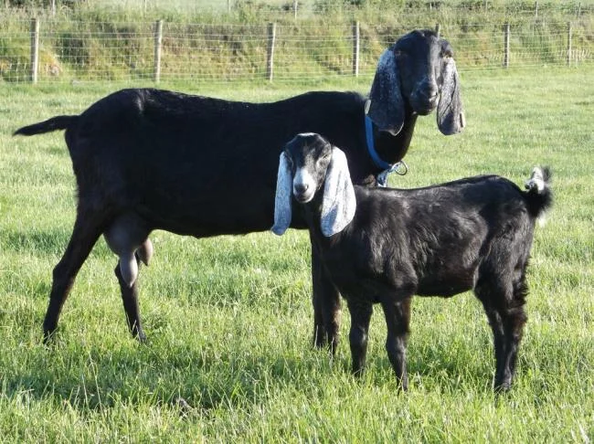Koleksi gambar kambing yang paling indah