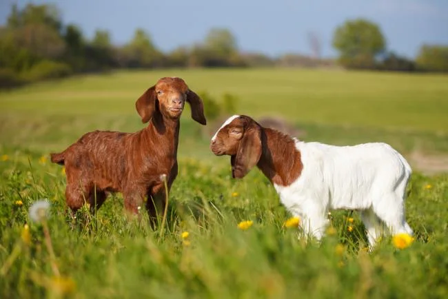 Koleksi gambar kambing yang paling indah