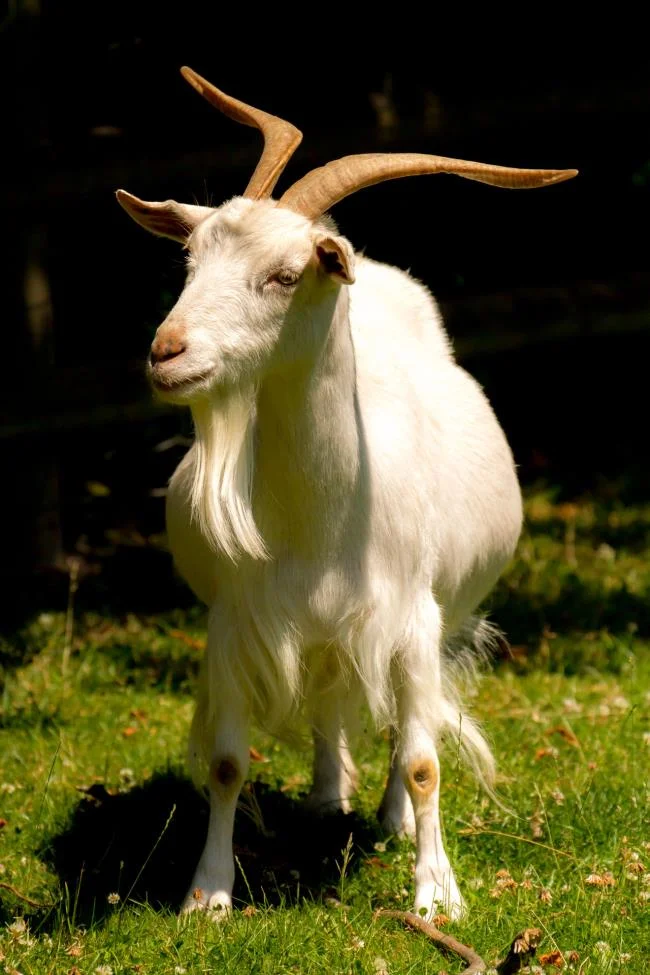 Koleksi gambar kambing yang paling indah