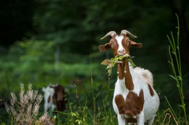 Koleksi gambar kambing yang paling indah