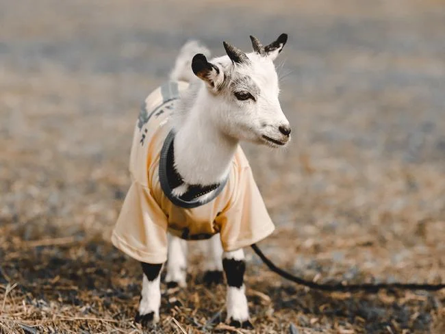 Koleksi gambar kambing yang paling indah