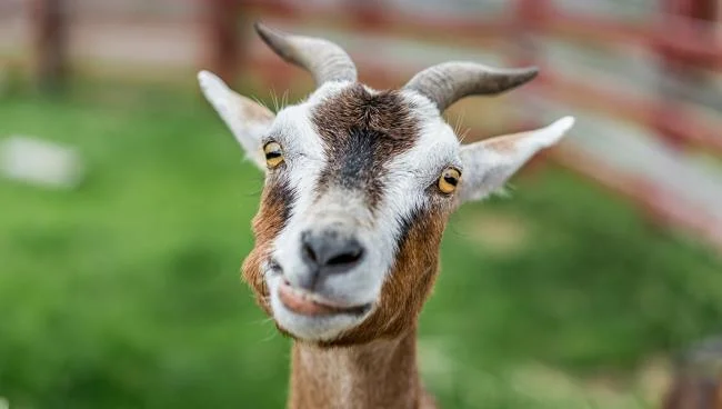 Koleksi gambar kambing yang paling indah