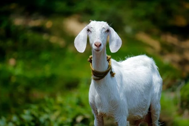 Koleksi gambar kambing yang paling indah