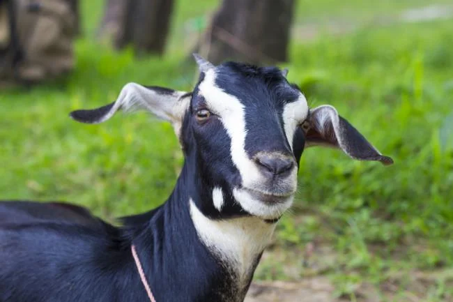 Koleksi gambar kambing yang paling indah