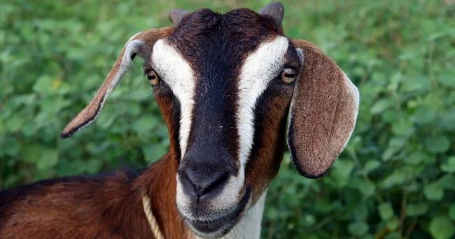 Koleksi gambar kambing yang paling indah