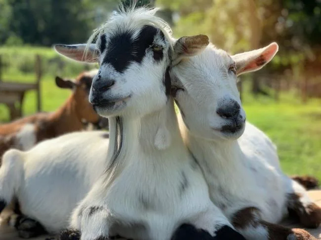 Koleksi gambar kambing yang paling indah