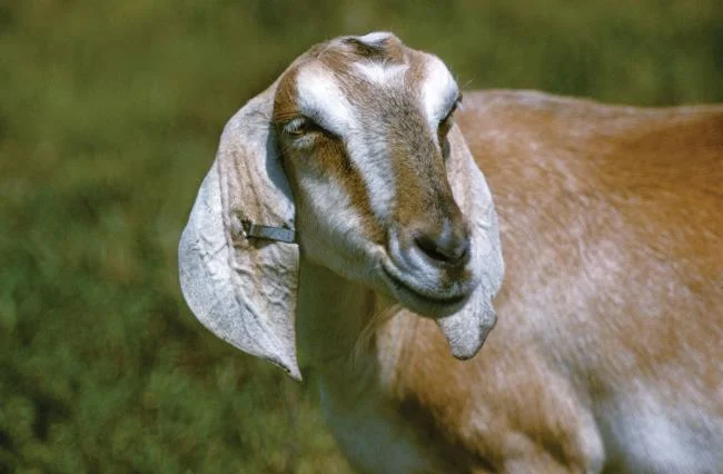 Koleksi gambar kambing yang paling indah