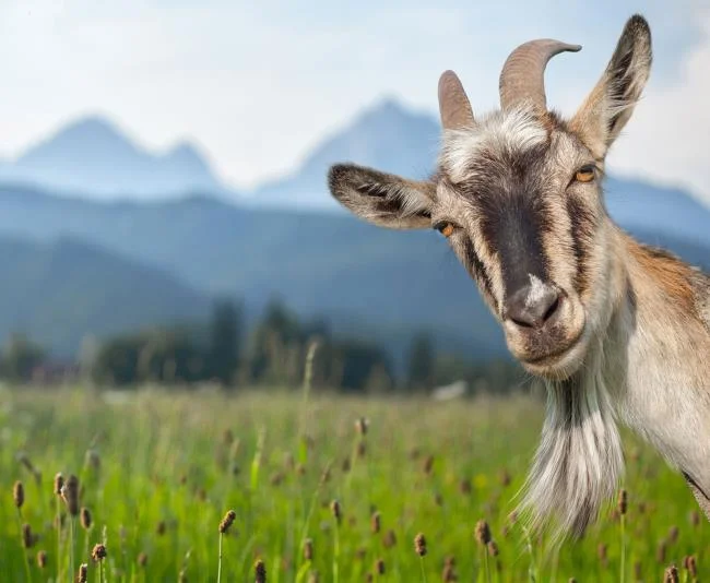 Koleksi gambar kambing yang paling indah