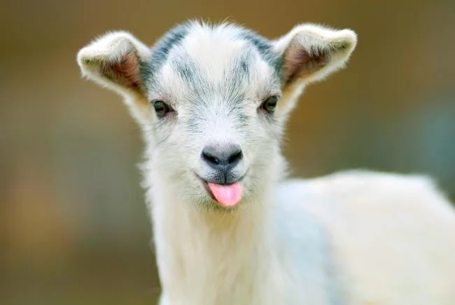 Koleksi gambar kambing yang paling indah