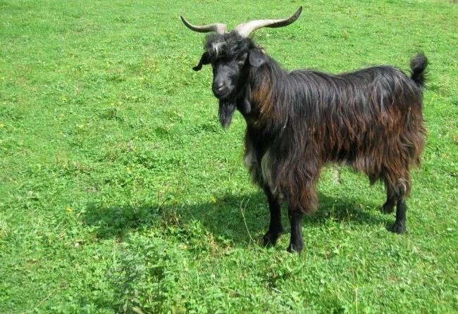 Koleksi gambar kambing yang paling indah