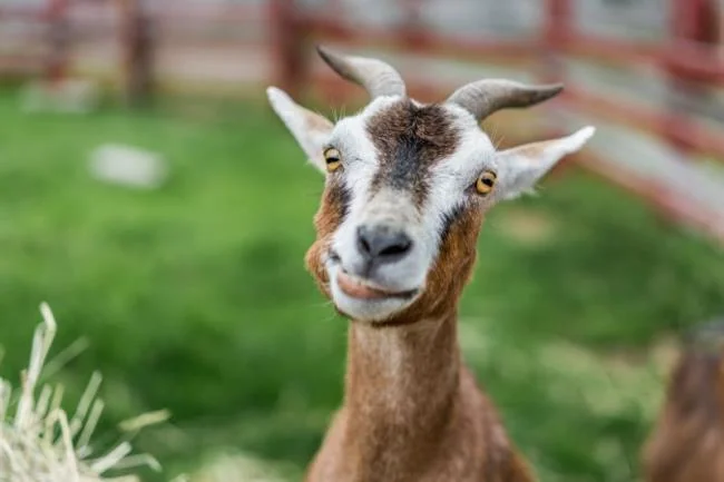 Koleksi gambar kambing yang paling indah