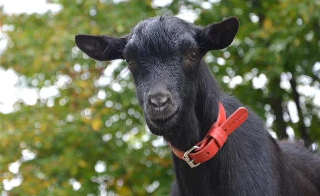 Koleksi gambar kambing yang paling indah