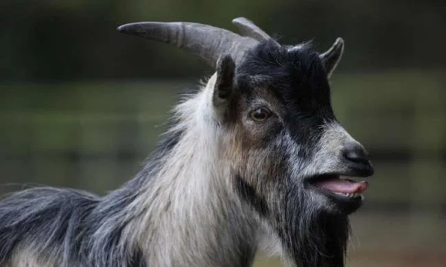 Koleksi gambar kambing yang paling indah