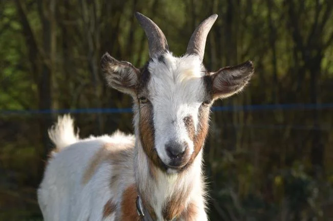 Koleksi gambar kambing yang paling indah