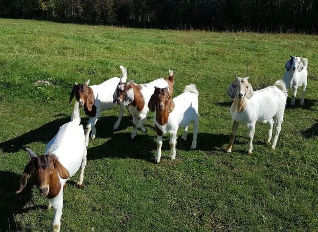Koleksi gambar kambing yang paling indah