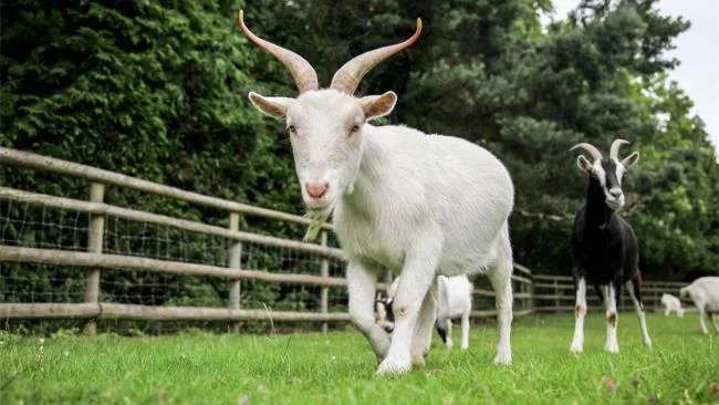 Koleksi gambar kambing yang paling indah