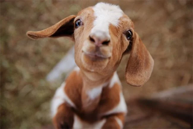 Koleksi gambar kambing yang paling indah