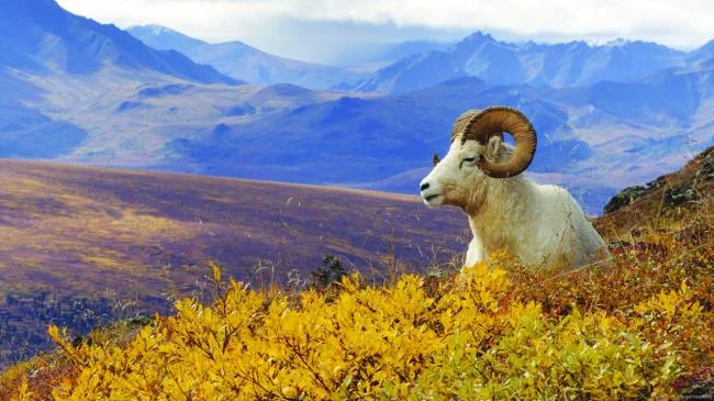 Koleksi gambar kambing yang paling indah