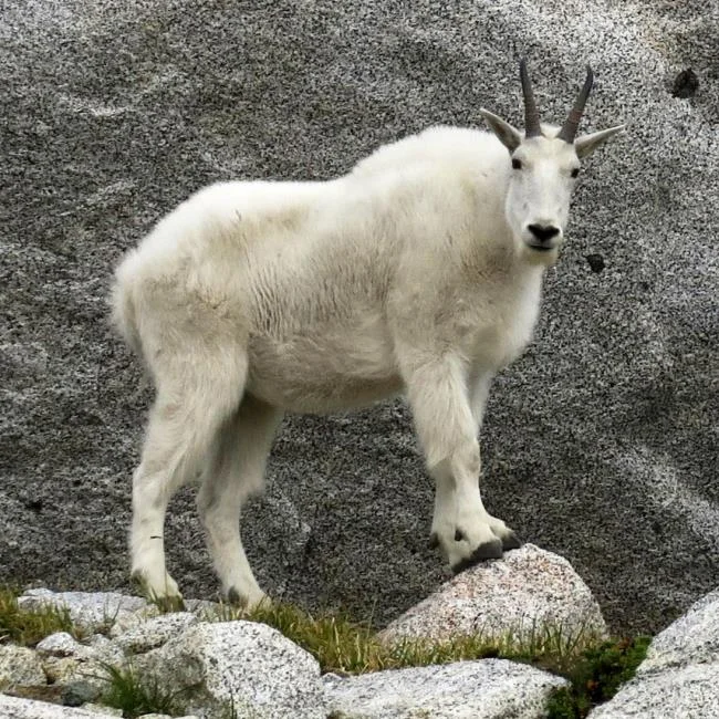 Koleksi gambar kambing yang paling indah