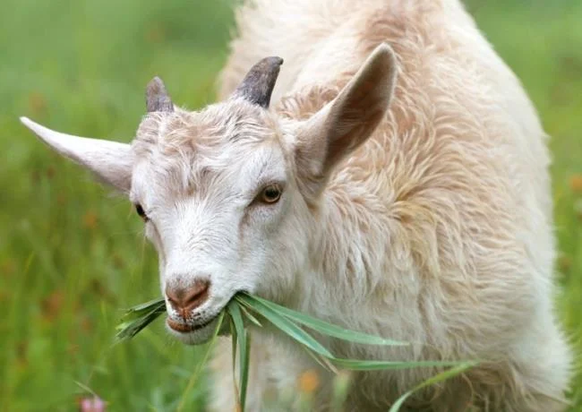 Koleksi gambar kambing yang paling indah