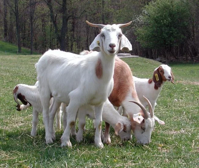 Koleksi gambar kambing yang paling indah