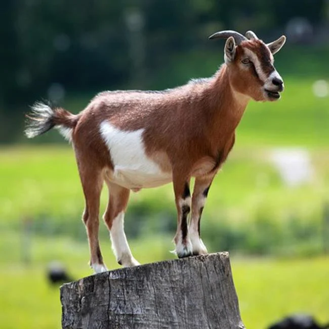 Koleksi gambar kambing yang paling indah