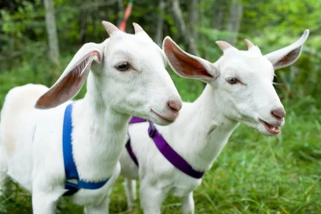 Koleksi gambar kambing yang paling indah