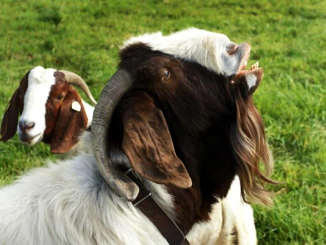 Koleksi gambar kambing yang paling indah