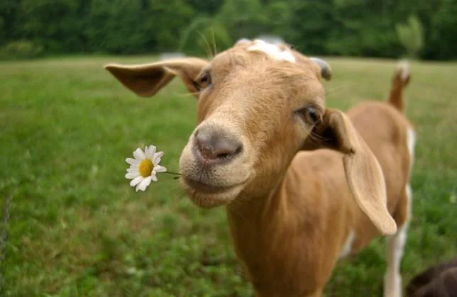 Koleksi gambar kambing yang paling indah