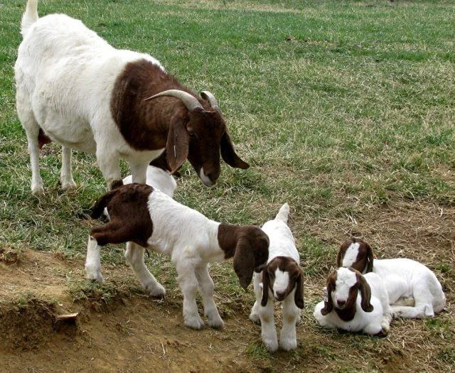 Koleksi gambar kambing yang paling indah