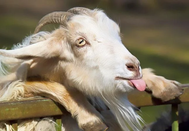 Koleksi gambar kambing yang paling indah