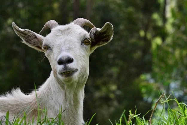 Koleksi gambar kambing yang paling indah