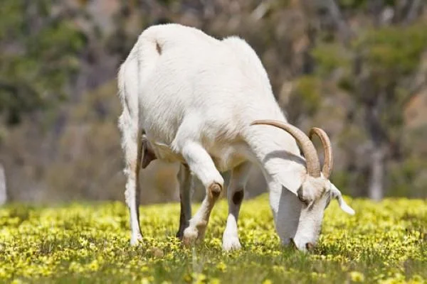 Koleksi gambar kambing yang paling indah