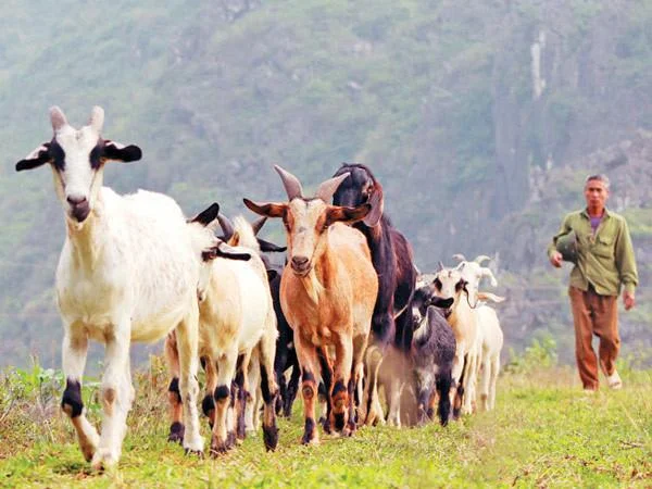 Koleksi gambar kambing yang paling indah