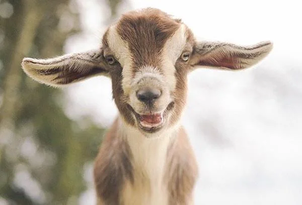 Koleksi gambar kambing yang paling indah