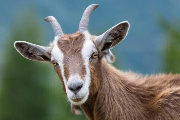 Koleksi gambar kambing yang paling indah