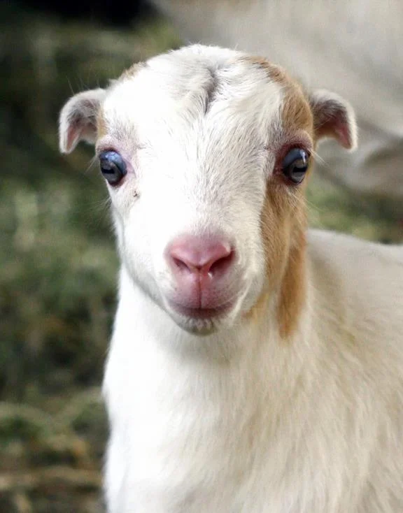 Koleksi gambar kambing yang paling indah