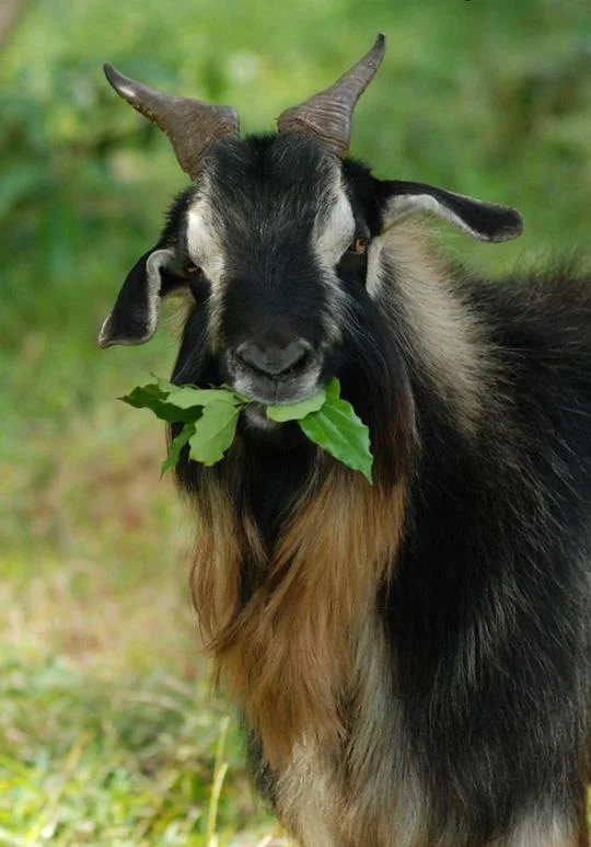 Koleksi gambar kambing yang paling indah