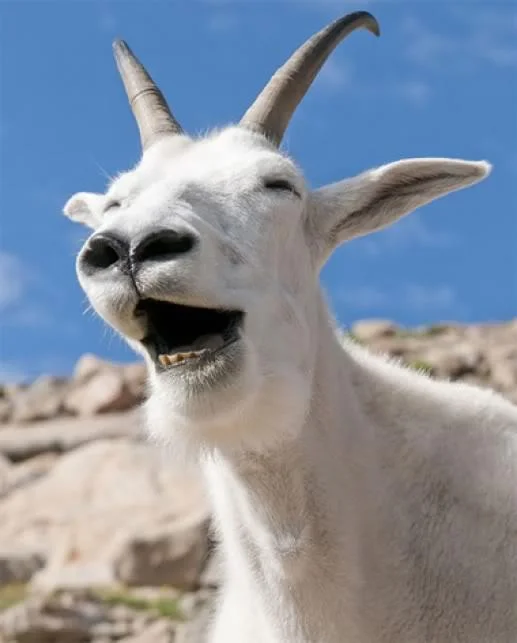 Koleksi gambar kambing yang paling indah