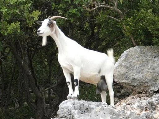 Koleksi gambar kambing yang paling indah