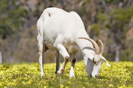 Koleksi gambar kambing yang paling indah