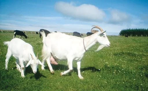 Koleksi gambar kambing yang paling indah