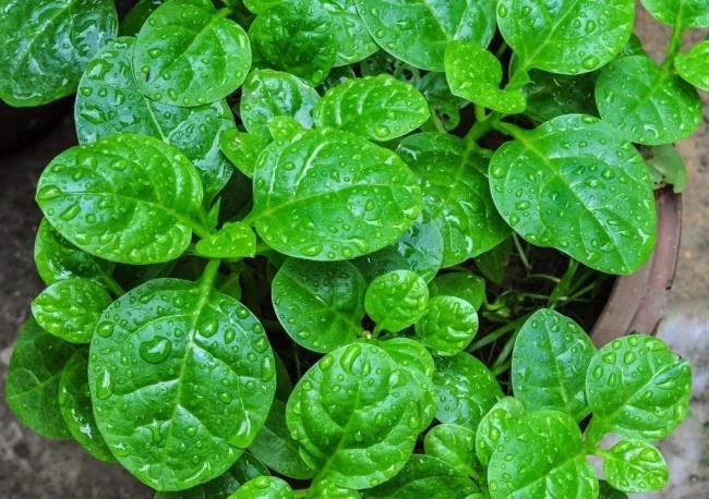 I bambini possono mangiare i granchi per pochi mesi e 3 modi per cucinare un delizioso e nutriente porridge di granchio per far aumentare di peso i bambini