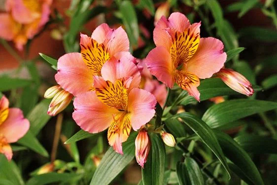 Alstroemeria - Come coltivare - Scelte per te