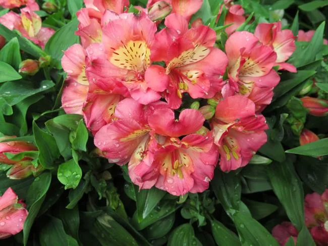 Alstroemeria (Giglio del Perù) Girl Valley (Vaso 18 cm) - Società Agricola  Il Sumenzat