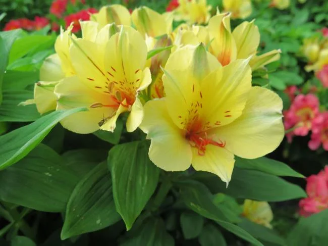 Alstroemeria (Giglio del Perù) Spring Valley (Vaso 18 cm) - Società  Agricola Il Sumenzat
