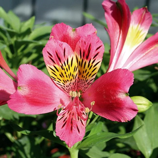 Alstroemeria Bassa Isabelle ® Turcalisa La Pianta, alstroemerie ibride  Meilland